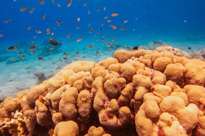 Personalized Discover Scuba Dive Experience in Curaçao - Frequently Asked Questions