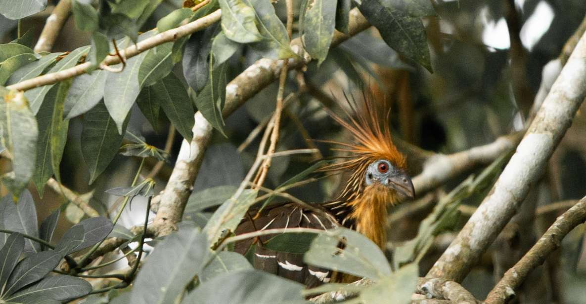 Personalized Tours: Tambopata Adventure Rainforest 4d/3n - Key Points