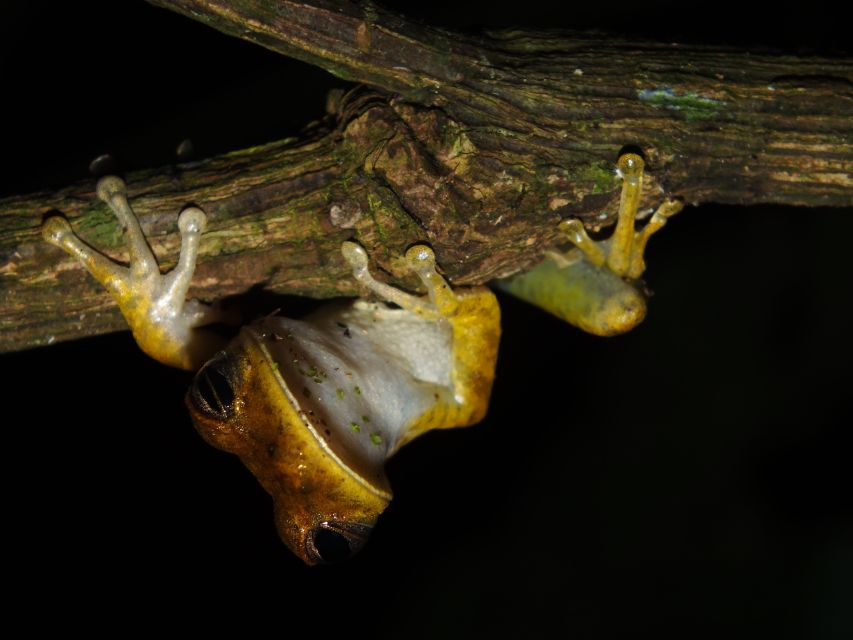 Personalized Tours: Tambopata Adventure Rainforest 4d/3n - Itinerary Details