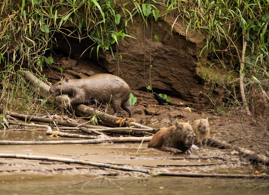 Personalized Tours: Tambopata Adventure Rainforest 4d/3n - Tambopata National Reserve