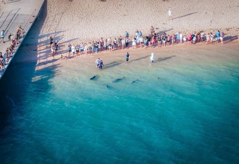 Perth: 4-Day Monkey Mia Pink Lake Coastal Loop Comfort Tour - An In-Depth Look at the Itinerary