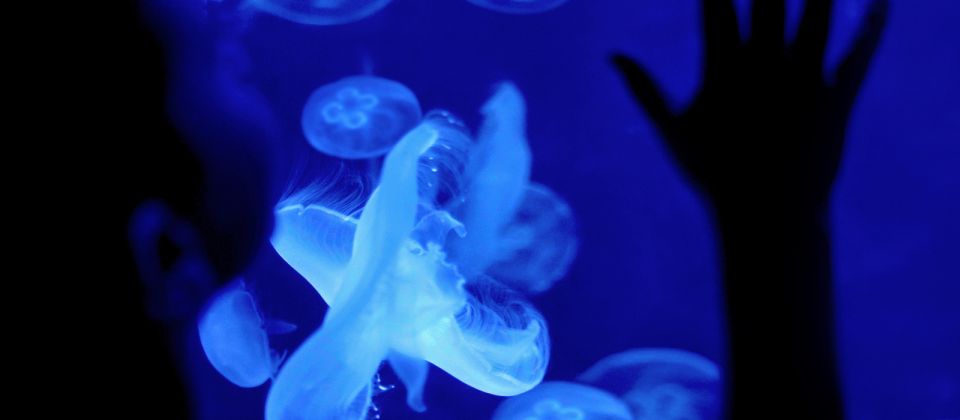 Perth: AQWA Aquarium of Western Australia Entry Tickets - Location and Opening Hours