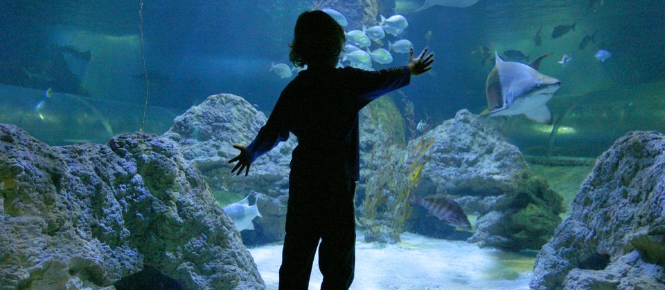 Perth: AQWA Aquarium of Western Australia Entry Tickets - Recap