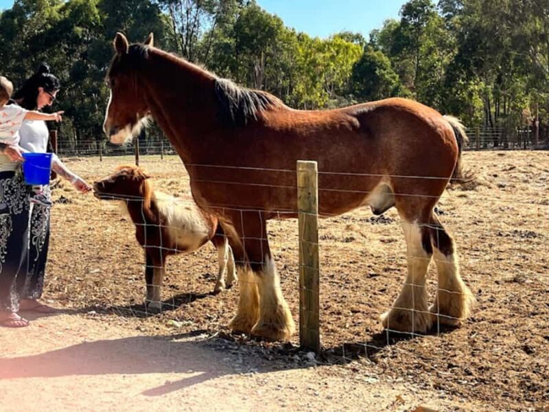 Perth: Busselton Jetty Full - Day Guided Tour - The Price and Value
