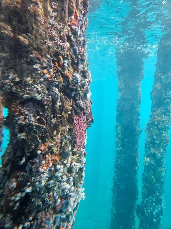 Perth: Busselton Jetty Full - Day Guided Tour - The Sum Up