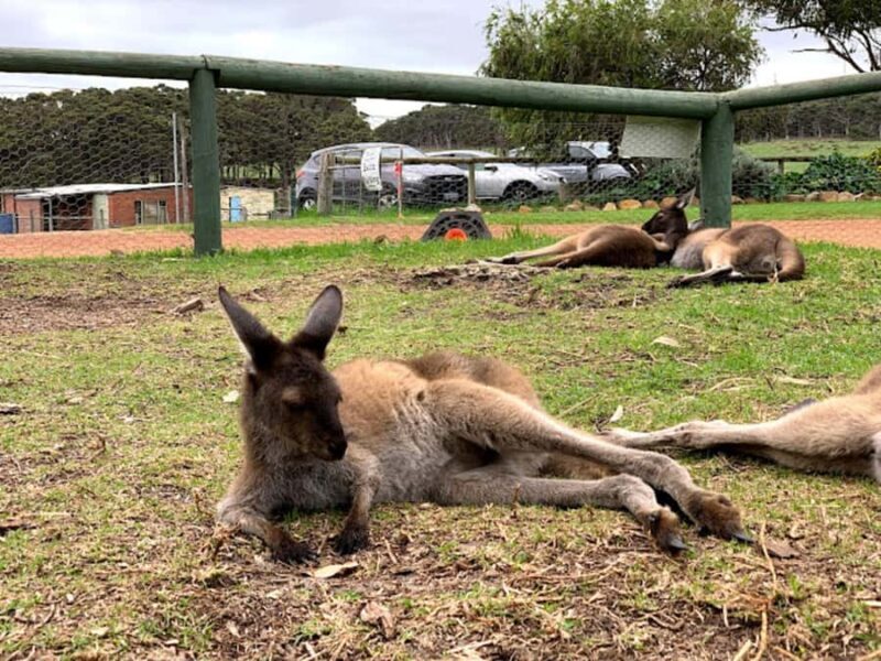Perth: Busselton Jetty Full - Day Guided Tour - FAQ