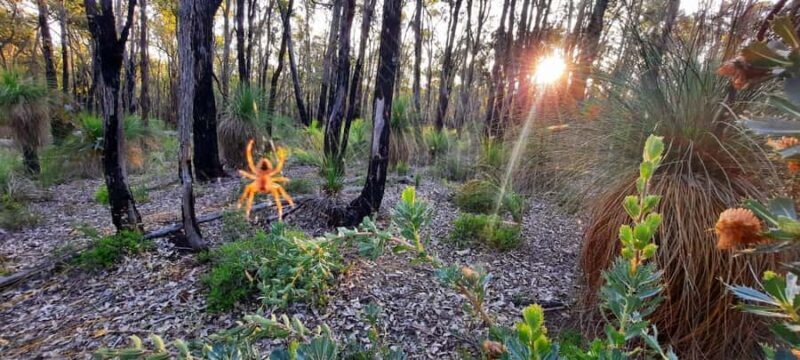 Perth: Darling Range Twilight Wander - Key Points  