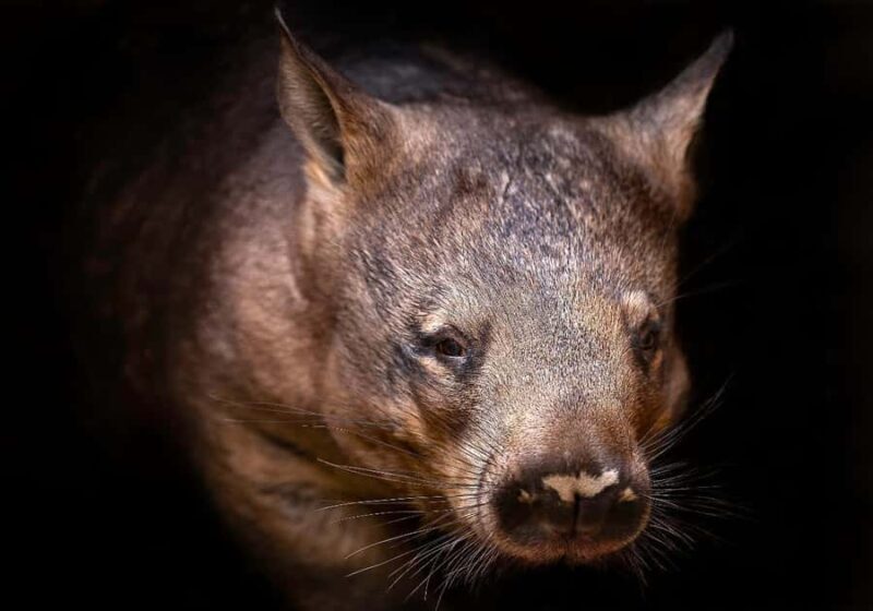 Perth: Nocturnal Night Stalk Tour with WA Wildlife Encounter - Key Points