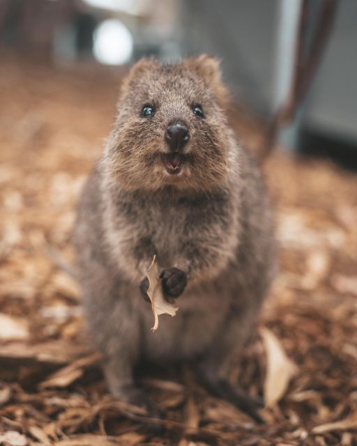Perth: One Way Flight Transfer to or From Rottnest Island - Key Points
