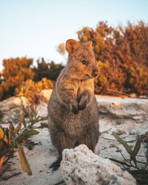 Perth: One Way Flight Transfer to or From Rottnest Island - Booking Details and Options