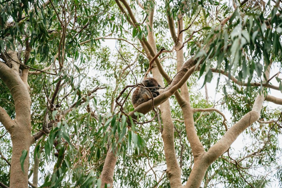 Perth: Pinnacle Desert Sunset and Stargazing With Dinner - Recap