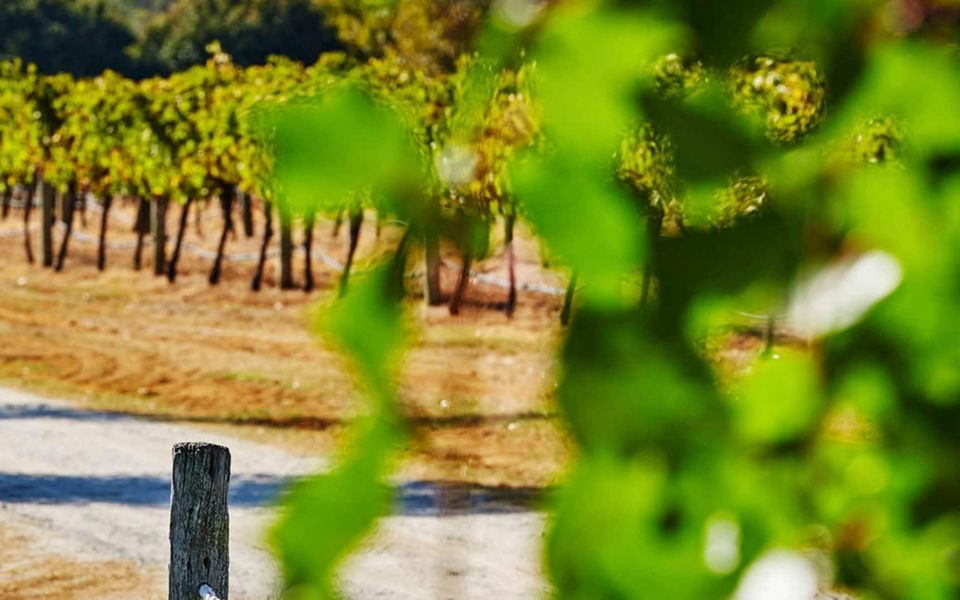 Perth: Pinnacles and Swan Valley Wine Day Tour With Lunch - Pricing Information