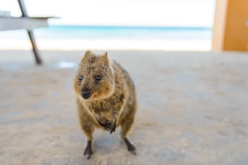 Perth: Rottnest Island Ferry, Bike, Coffee & Lobster Roll - A Scenic Ferry to Rottnest Island