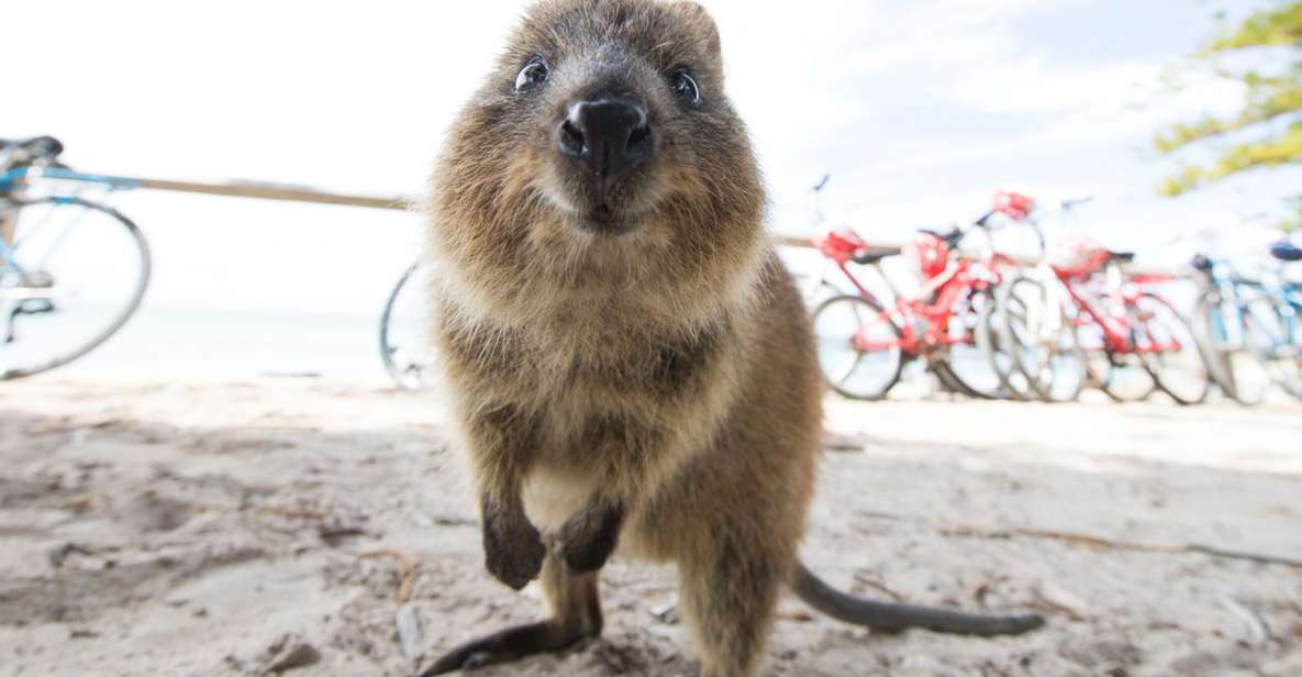 Perth: Rottnest Island Ferry Round-Trip Ticket - Free Cancellation Policy