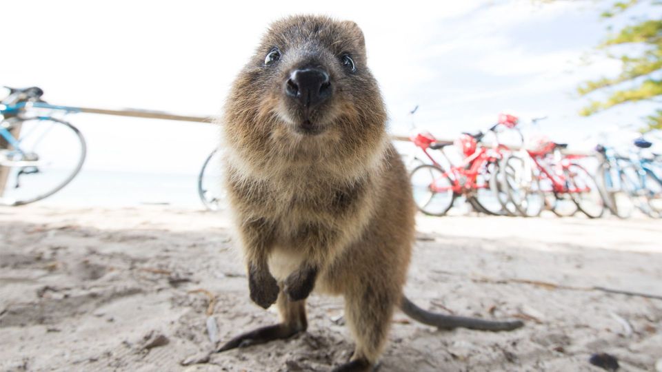 Perth: Rottnest Island Ferry Round-Trip Ticket - Ferry and Cruise Details