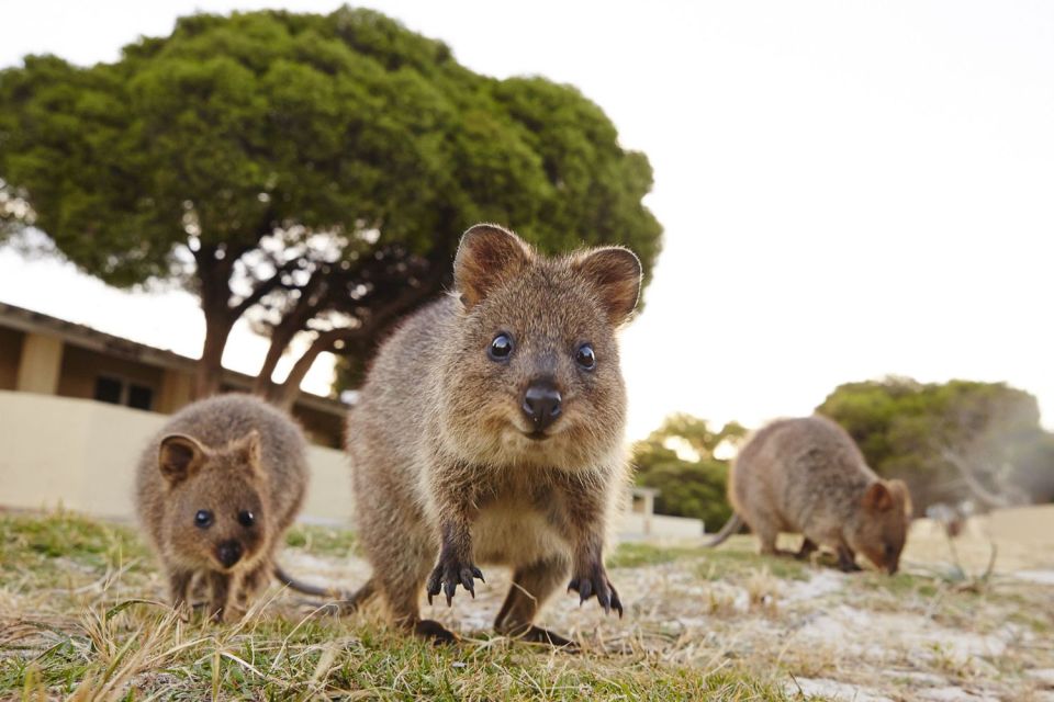 Perth: Rottnest Island Ferry Round-Trip Ticket - Customer Satisfaction Commitment