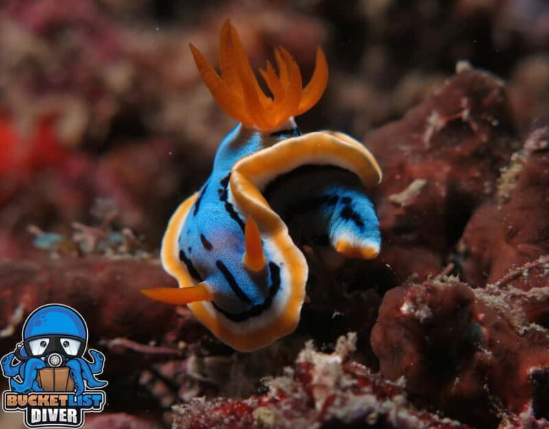 Perth: Rottnest Island Scuba Diving Day Trip-Certified Diver - Key Points