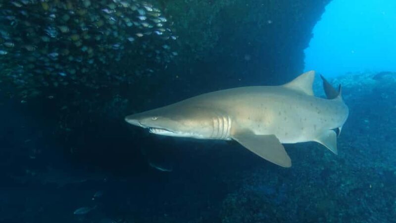 Perth: Rottnest Island Scuba Diving Day Trip-Certified Diver - A Closer Look at the Experience