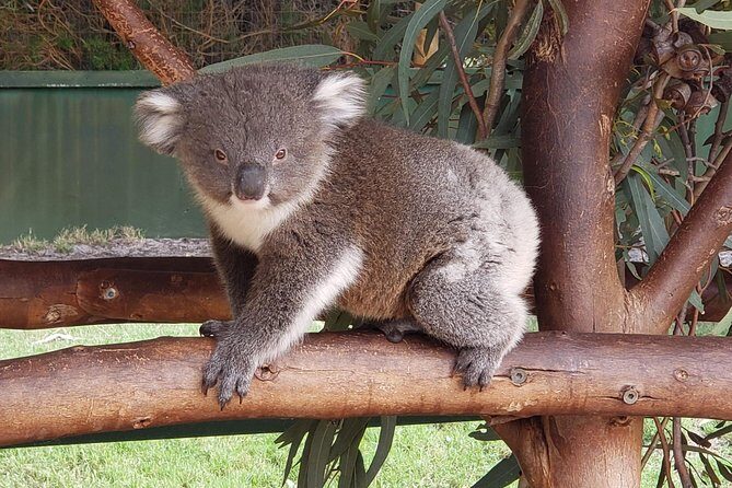 Perth Wildlife Park & City Highlights - Premium Small Group Tour - FAQ