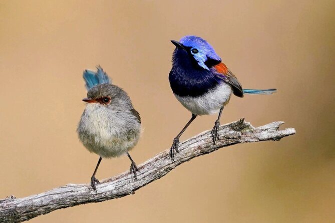 Perth Wildlife Tour Under the Stars with Dinner - Exploring the Tour Itinerary in Detail