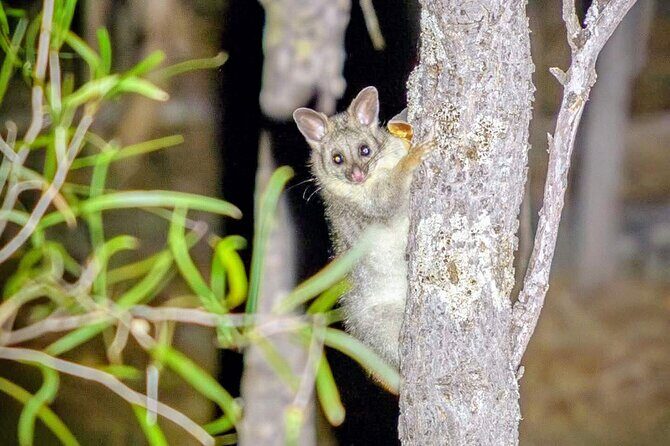 Perth Wildlife Tour Under the Stars with Dinner - Who Is This Tour Best For?