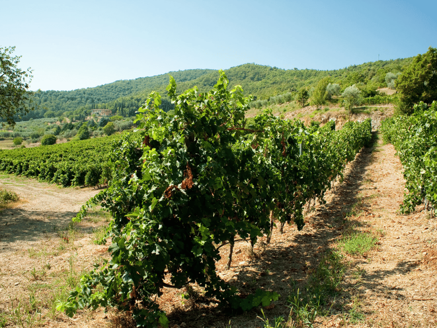 Perugia Winery Visit & Tasting Near the Lake Trasimeno - Key Points