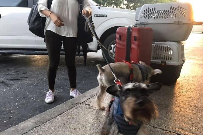 PET FRIENDLY Private Transfer Cancun - Playa del Carmen - The Value of This Transfer Service