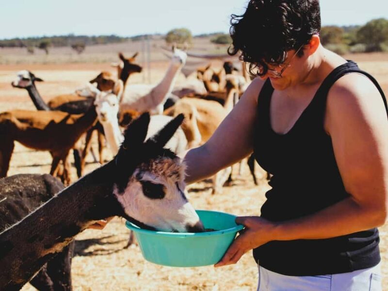 Peterborough: Alpaca Meet and Greet Experience - Key Points