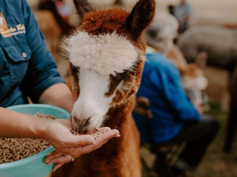 Peterborough: Alpaca Meet and Greet Experience - An Authentic and Playful Farm Experience