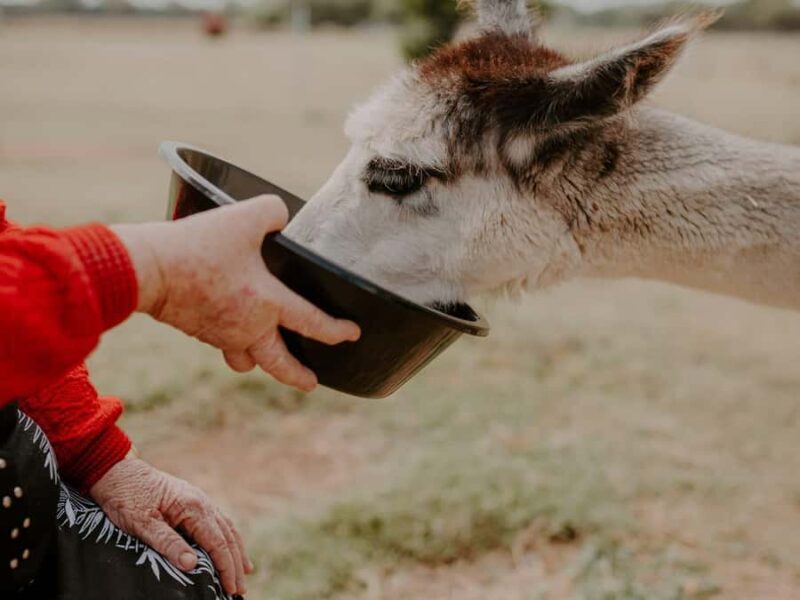 Peterborough: Alpaca Meet and Greet Experience - What Reviewers Say