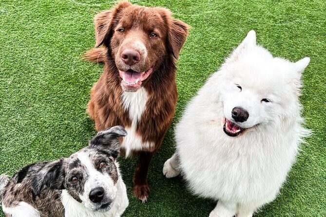 Petfinity Indoor Dog Park in Calgary - The Registration and Safety Protocol