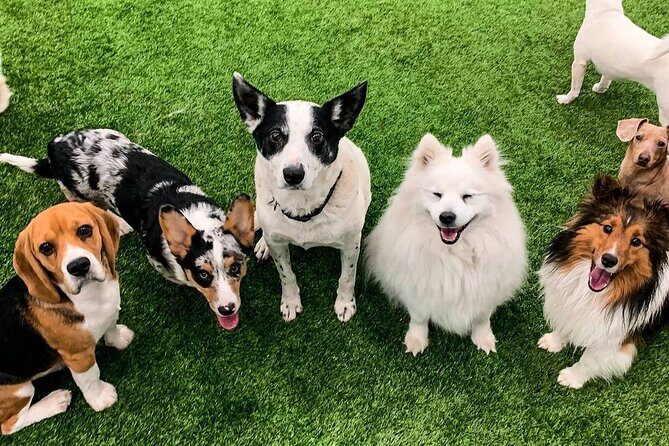 Petfinity Indoor Dog Park in Calgary - What Are the Drawbacks?
