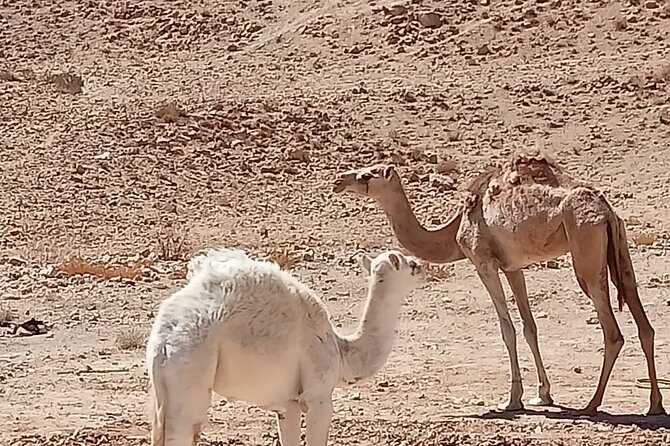 Petra Back-Road Trail and Hike - Reviews From Previous Travelers