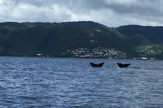 PH Whale Watch & Dolphin Cruise in Dominica - An In-Depth Look at the Experience