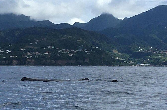 PH Whale Watch & Dolphin Cruise in Dominica - FAQ