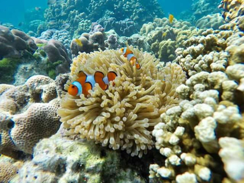 Phi Phi: 4Hrs Bamboo & Phi Phi Tour By Private Longtail Boat - Key Points