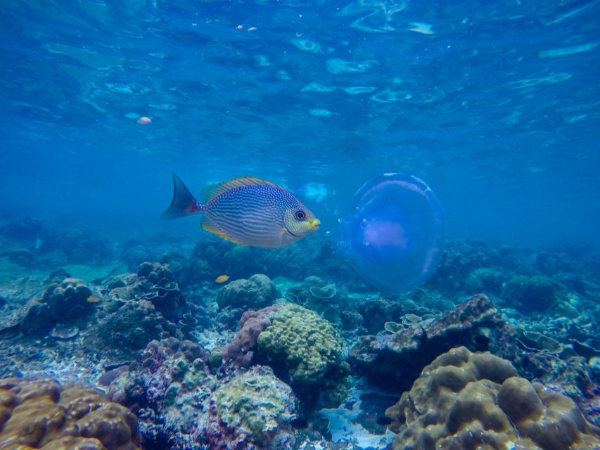 Phi Phi & Bamboo Islands: Premium Day Trip W/ Seaview Lunch - Key Points