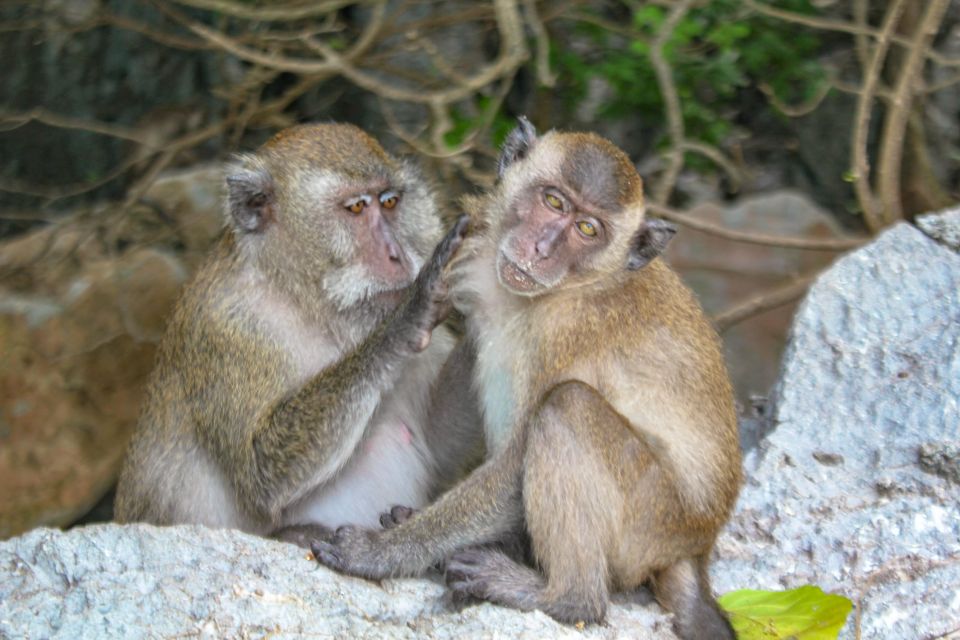Phi Phi & Bamboo Islands: Premium Day Trip W/ Seaview Lunch - Pricing and Availability