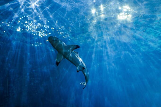 Phi Phi Half Day Tour by Longtail Boat - Frequently Asked Questions