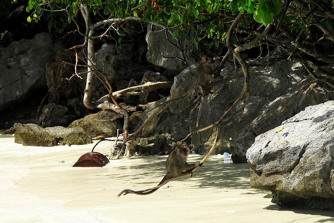Phi Phi Island by Premium Speedboat With Lunch From Phuket - Halal Lunch Options