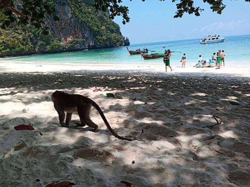 Phi Phi Islands: 2 Days, 1 Night Trip With Activities - Accommodation and Meals