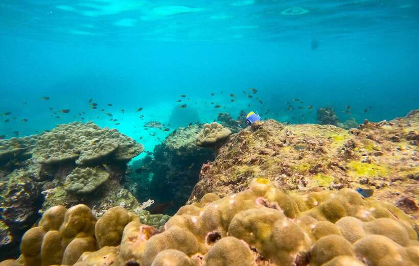 Phi Phi: Private Speedboat Tour With Maya Bay and Snorkel - Frequently Asked Questions