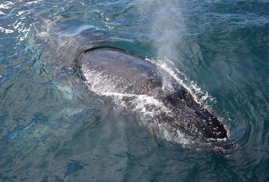 Philip Island: Dolphin and Whale Cruise - Activity Highlights