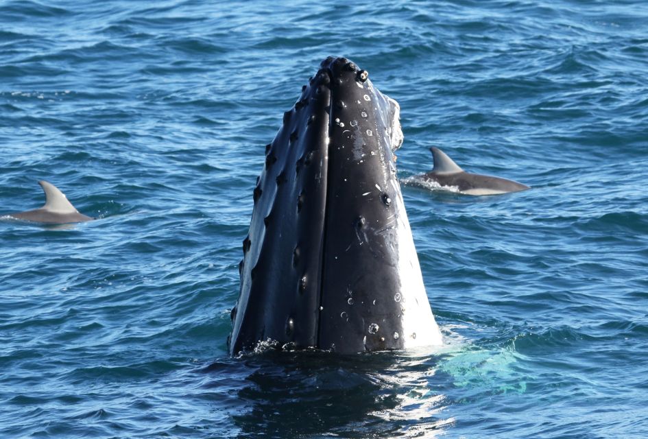 Philip Island: Dolphin and Whale Cruise - Meeting Point and Directions