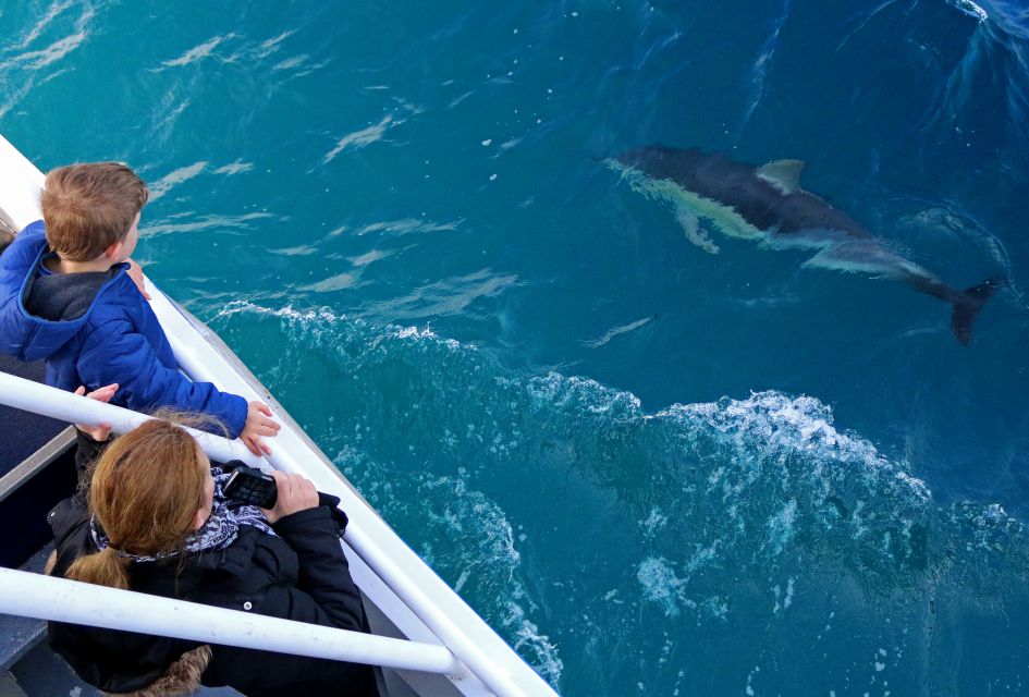 Philip Island: Dolphin and Whale Cruise - Frequently Asked Questions