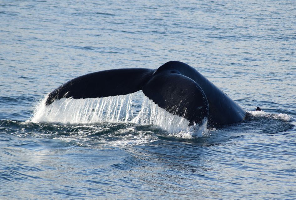 Philip Island: Dolphin and Whale Cruise - Recap