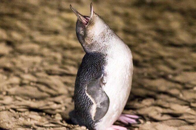 Philip Island express tour: penguin prd & wallaby spotting - Why Choose the Philip Island Express Tour?