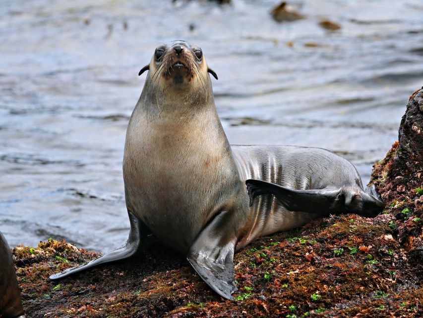Philip Island: Seal Watching Cruise - Customer Reviews