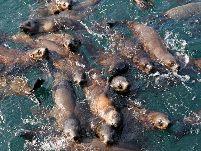 Philip Island: Seal Watching Cruise - Recap