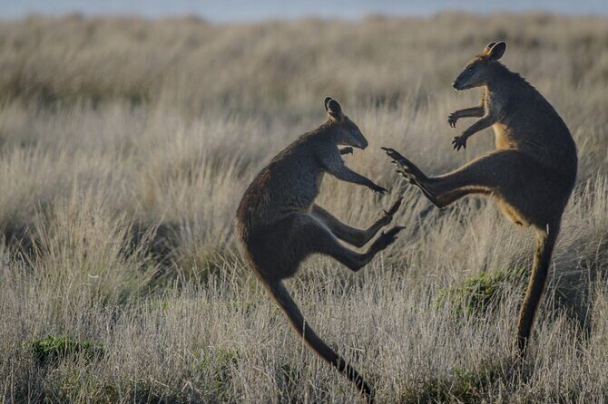 Phillip Island and Penguin Parade Private Tour - Final Thoughts